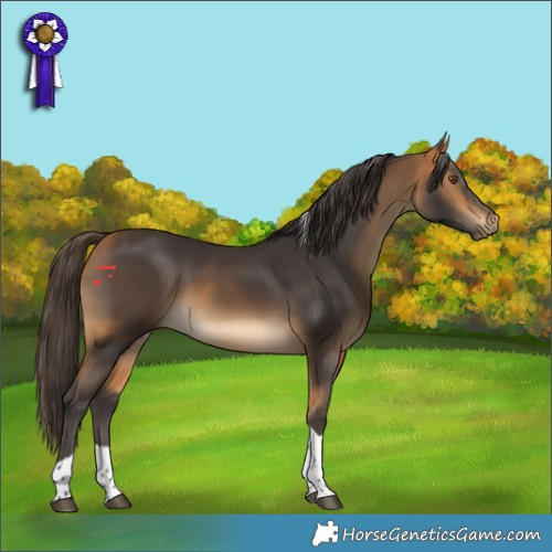 Horse Color:Buckskin Tobiano