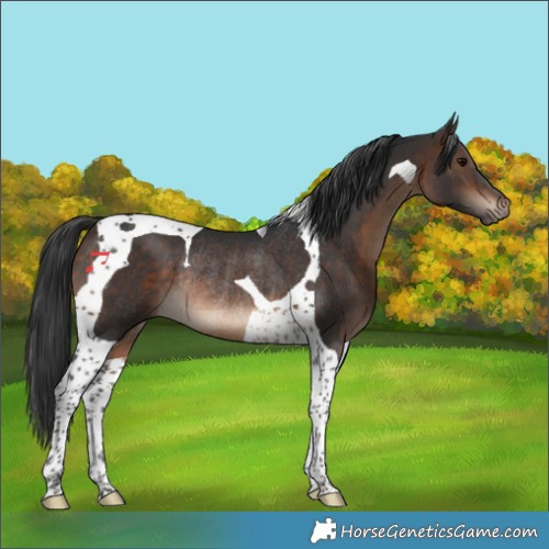 Horse Color:Bay Tobiano Rabicano