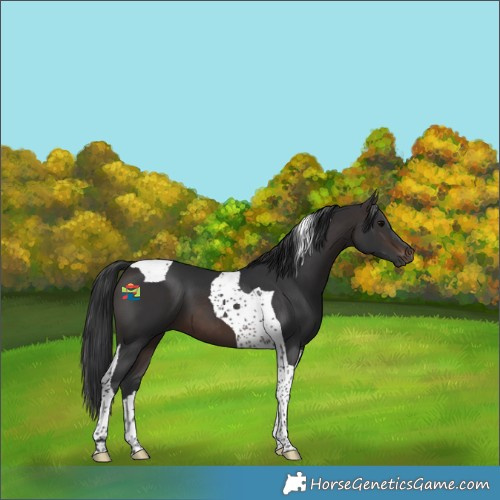 Horse Color:Brown Tobiano 