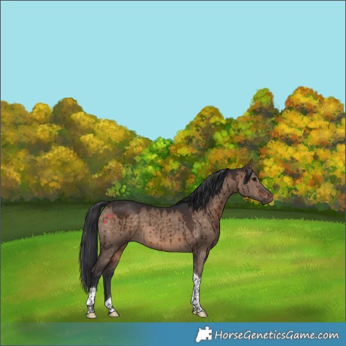 Horse Color:Brown Dun Tobiano Brindle