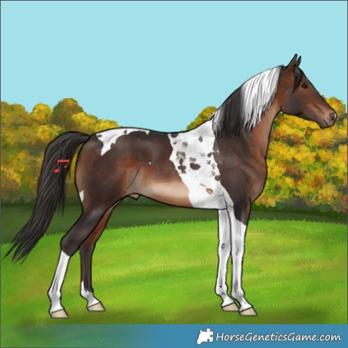 Horse Color:Brown Tobiano