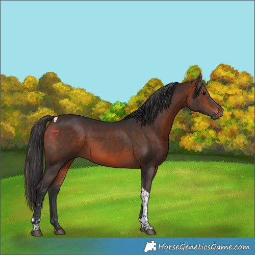 Horse Color:Bay Tobiano