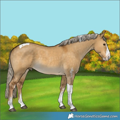 Horse Color:White Spotted Chocolate Palomino Dun Splash Tobiano 