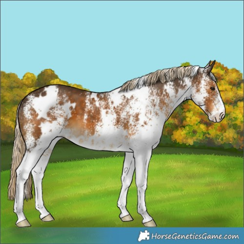 Horse Color:White Spotted Chocolate Palomino