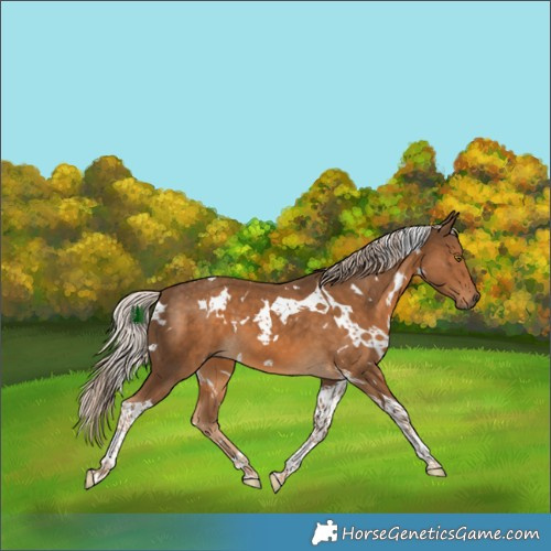 Horse Color:White Spotted Chocolate Palomino Tobiano 