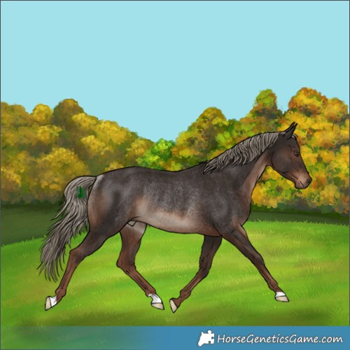 Horse Color:Liver Chestnut Rabicano