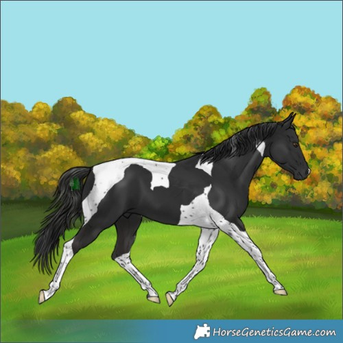 Horse Color:Liver Chestnut Tobiano