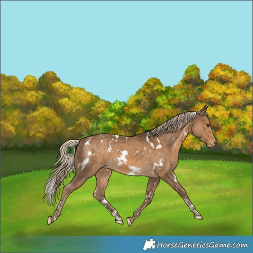 Horse Color:White Spotted Chocolate Palomino Appaloosa 