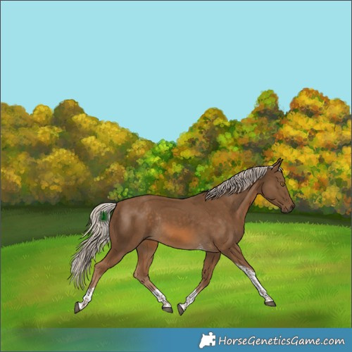 Horse Color:Chocolate Palomino Tobiano Rabicano 