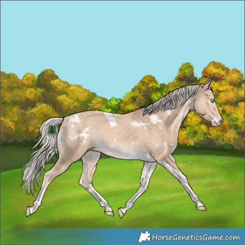 Horse Color:White Spotted Cremello Tobiano 