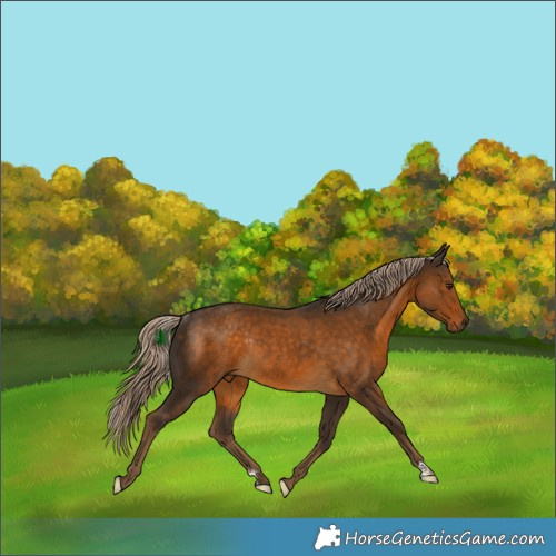 Horse Color:Chocolate Palomino Rabicano 