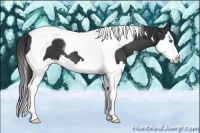 Horse Color:Black Splash Tobiano