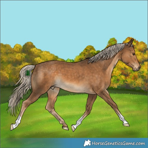 Horse Color:Chocolate Palomino 