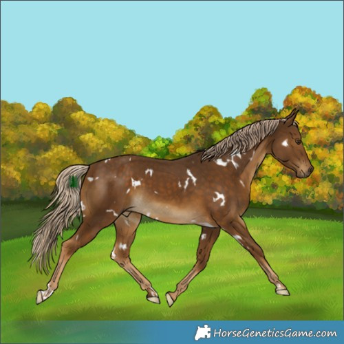 Horse Color:White Spotted Chocolate Palomino 