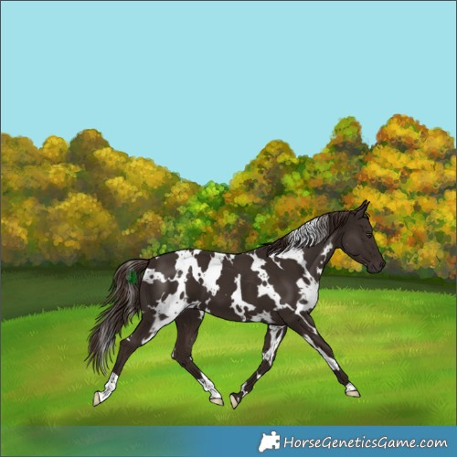 Horse Color:White Spotted Liver Chestnut 