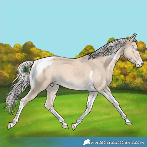 Horse Color:Cremello Tobiano Appaloosa 