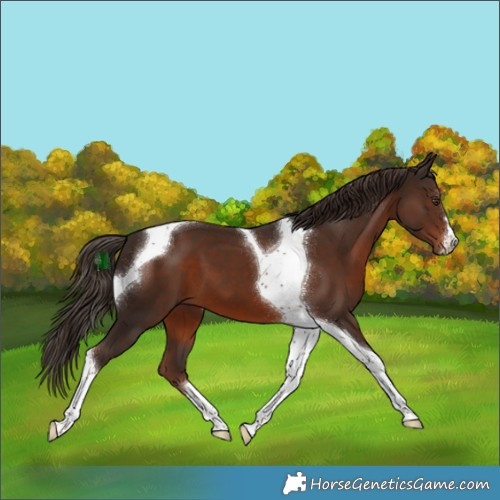 Horse Color:Liver Chestnut Tobiano 