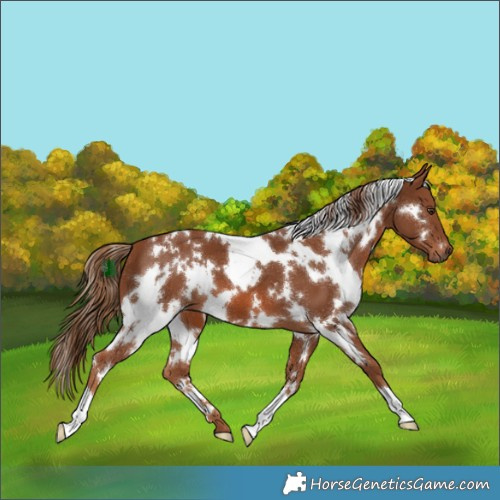 Horse Color:White Spotted Chestnut 