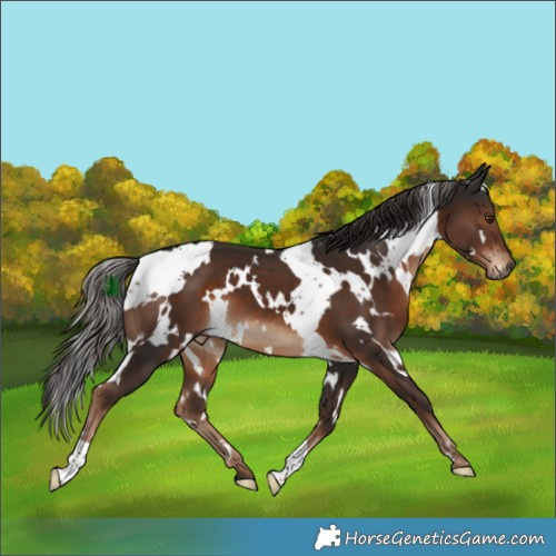 Horse Color:White Spotted Liver Chestnut 