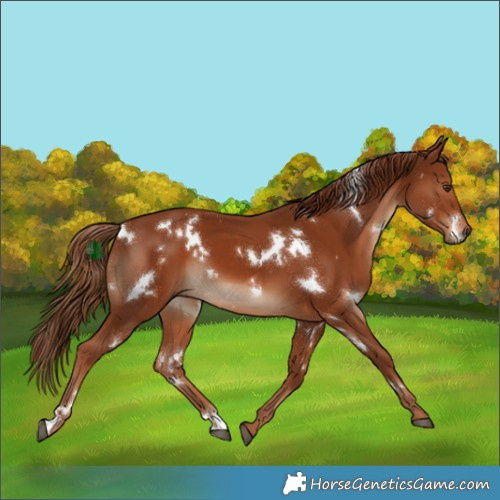 Horse Color:White Spotted Chestnut 