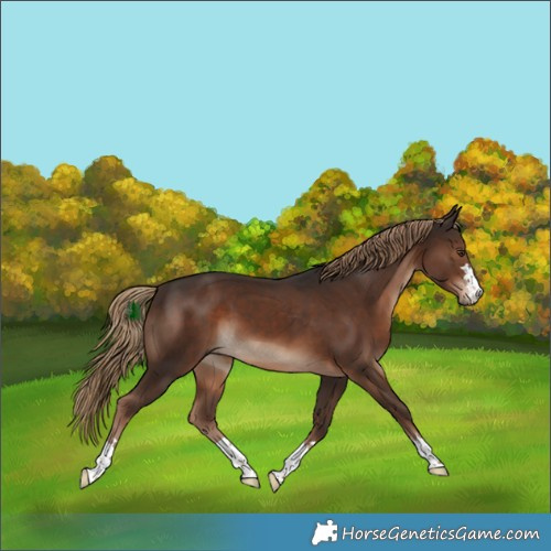 Horse Color:Liver Chestnut 