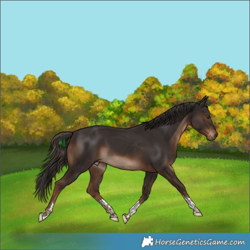 Horse Color:Liver Chestnut Sabino Tobiano 