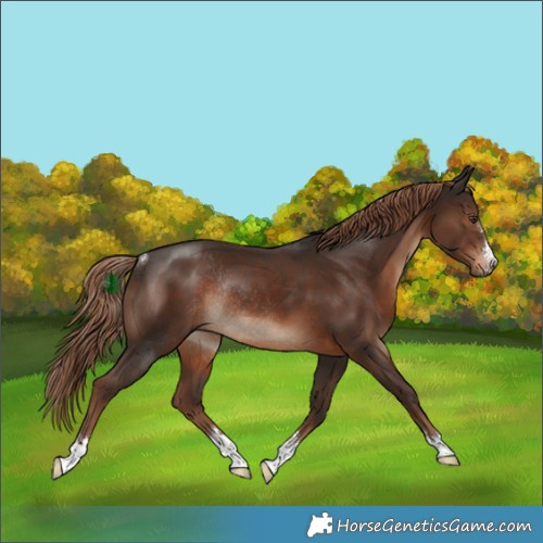 Horse Color:Liver Chestnut Rabicano 
