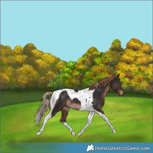 Horse Color:Liver Chestnut Tobiano 