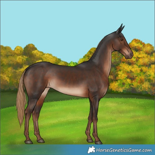Horse Color:Liver Chestnut Rabicano 