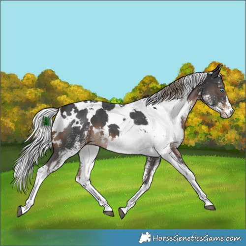 Horse Color:White Spotted Liver Chestnut 