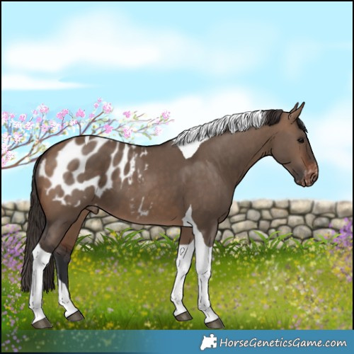 Horse Color:Brown Dun Tobiano Appaloosa 