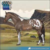 Horse Color:Brown Dun Tobiano Appaloosa