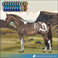 Horse Color:Brown Dun Tobiano Blanket 