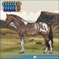 Horse Color:Brown Dun Tobiano Blanket