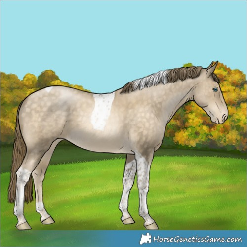 Horse Color:Brown Snowdrop Pearl Tobiano Appaloosa 