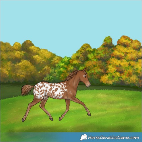 Horse Color:Gray Chestnut Appaloosa 