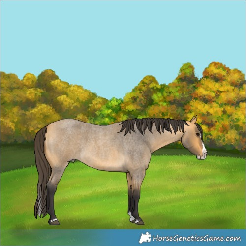 Horse Color:Buckskin Roan Splash 