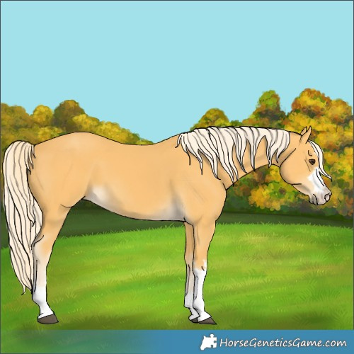 Horse Color:Palomino