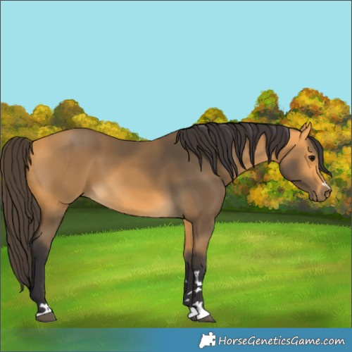 Horse Color:Buckskin 