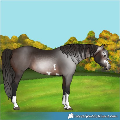 Horse Color:Gray Bay 