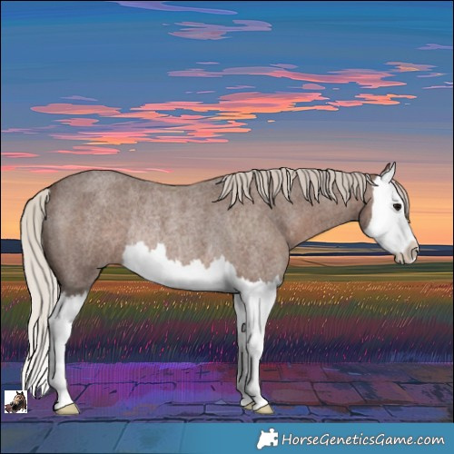 Horse Color:Silver Blue Roan Splash Rabicano