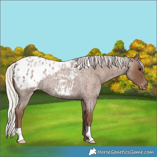 Horse Color:Silver Blue Roan Appaloosa