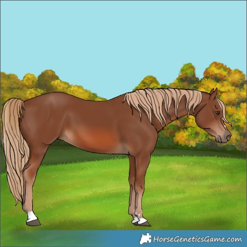 Horse Color:Chestnut 