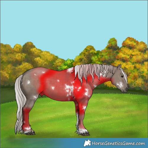 Horse Color:White Spotted Silver Grullo Tobiano