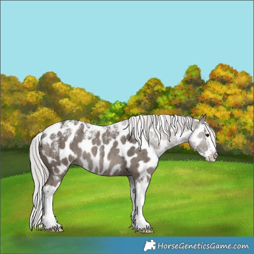 Horse Color:Powder White Silver Grullo Splash Appaloosa Rabicano Brindle 