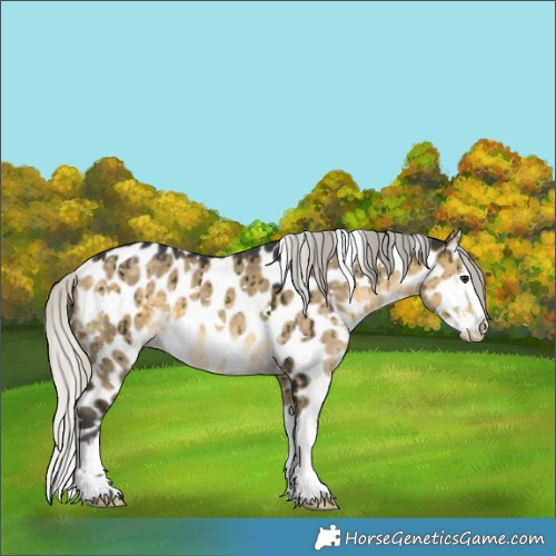 Horse Color:White Spotted Silver Buckskin Dun Splash Leopard Brindle 
