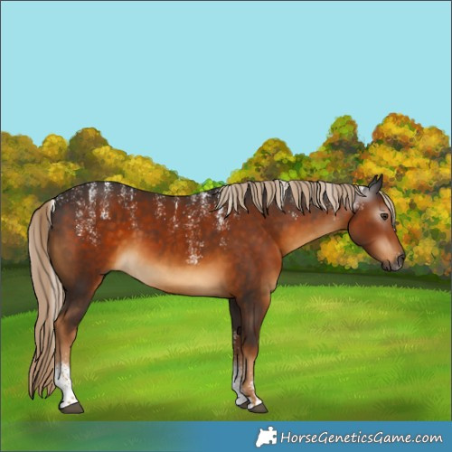 Horse Color:Powder White Gray Chocolate Palomino 
