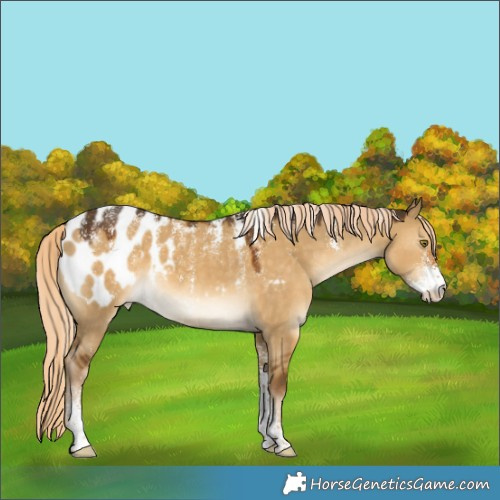Horse Color:Powder White Chocolate Palomino Dun Appaloosa 