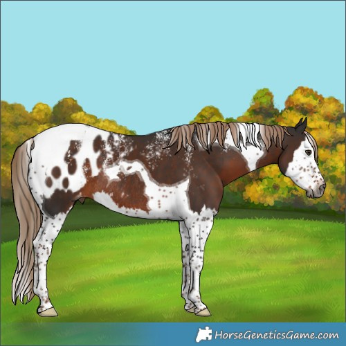 Horse Color:Powder White Gray Liver Chestnut Splash Tobiano Appaloosa Rabicano 