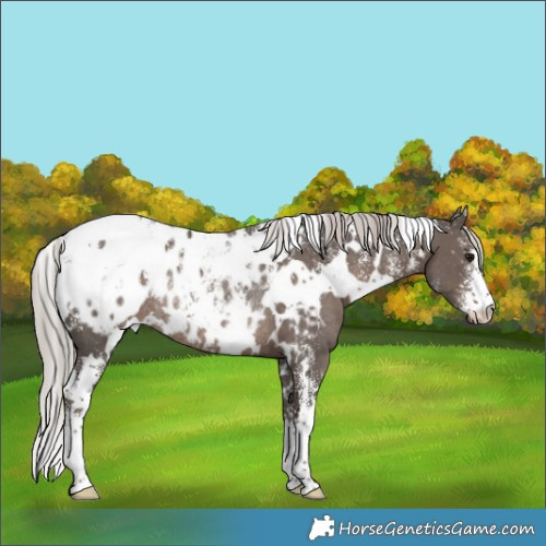Horse Color:Powder White White Spotted Silver Black Appaloosa Rabicano 